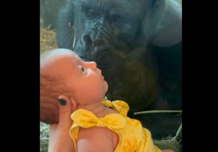 ΗΠΑ: Γορίλας γίνεται viral στο Tik Tok σε ζωολογικό κήπο στο Οχάιο – Προσπάθησε να φιλήσει ένα μωρό