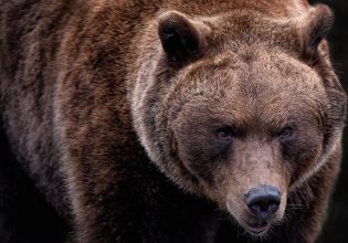 Καστοριά: Αρκούδα έκοβε βόλτες στο κέντρο του Άργους Ορεστικού