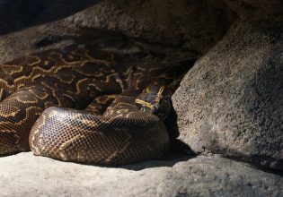 Πύθωνας: Γυναίκα βρέθηκε νεκρή στο στομάχι του ερπετού – Ακόμα ένα περιστατικό στην Ινδονησία