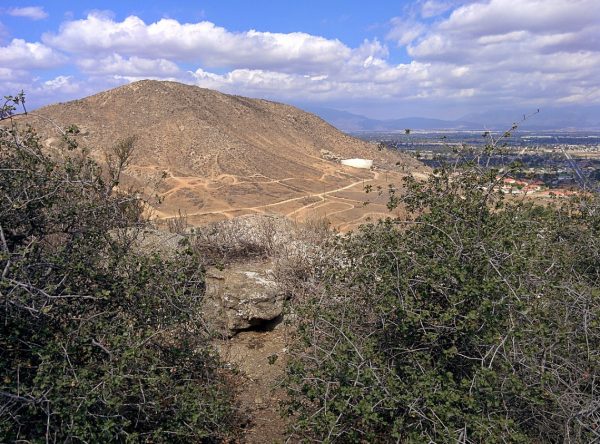 Καλιφόρνια: Το παλαιότερο δέντρο του πλανήτη απειλείται λόγω της… ανάπτυξης