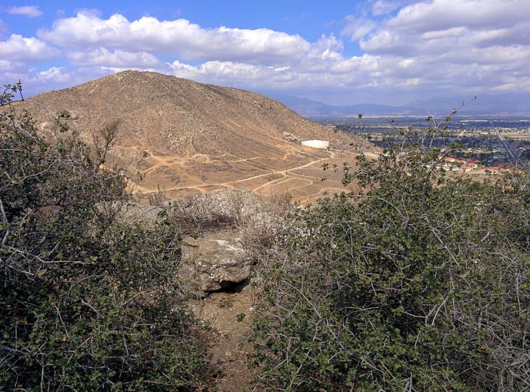 Καλιφόρνια: Το παλαιότερο δέντρο του πλανήτη απειλείται λόγω της… ανάπτυξης