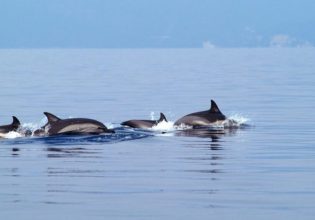 Λουτράκι: Γέμισε δελφίνια ο Κορινθιακός – Μαγευτικό θέαμα για κατοίκους και επισκέπτες (βίντεο)