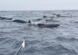 Ατλαντικός: Τρόμος για κωπηλάτη στον Ωκεανό – Περικυκλώθηκε από εκατοντάδες φάλαινες