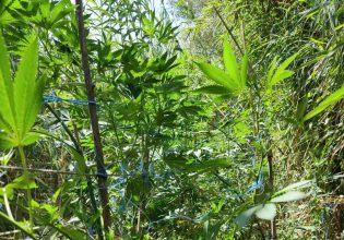 Χανιά: Εντοπίστηκε φυτεία 830 δενδρυλλίων κάνναβης