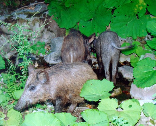 Δεκαπέντε αγριογούρουνα έκοβαν βόλτες μέσα στο Ωραιόκαστρο – Ανάστατοι οι κάτοικοι (βίντεο)