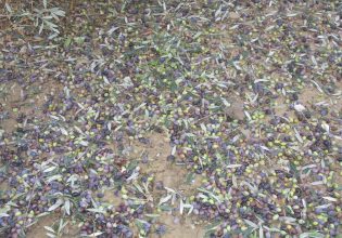 Χαλκιδική: Μεγάλες καταστροφές σε χιλιάδες ελαιόδεντρα λόγω χαλαζόπτωσης