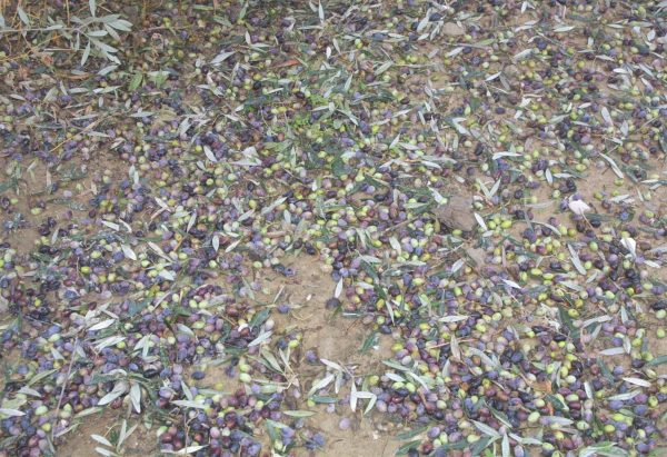 Χαλκιδική: Μεγάλες καταστροφές σε χιλιάδες ελαιόδεντρα λόγω χαλαζόπτωσης