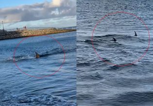 Κανάρια Νησιά: Πανικός σε παραλία – Καρχαρίας βγήκε στα ρηχά και σκόρπισε τον τρόμο