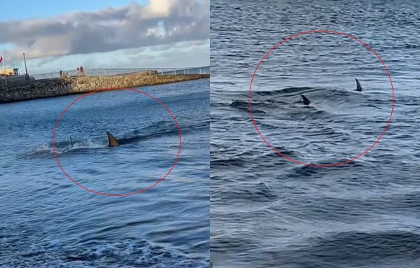 Κανάρια Νησιά: Πανικός σε παραλία – Καρχαρίας βγήκε στα ρηχά και σκόρπισε τον τρόμο