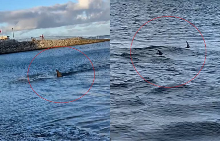 Κανάρια Νησιά: Πανικός σε παραλία – Καρχαρίας βγήκε στα ρηχά και σκόρπισε τον τρόμο