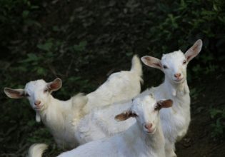 Πανώλη των αιγοπροβάτων: Έφτασε και στην Κόρινθο – Νέα κρούσματα