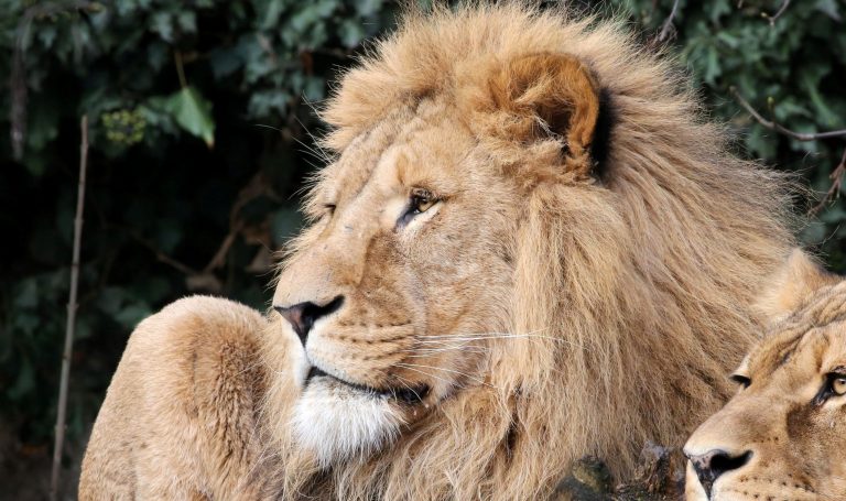 Λιοντάρια κολυμπάνε και τα βάζουν με κροκόδειλους για να βρουν τον… έρωτά τους