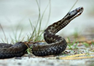 Πιερία – Δάγκωμα φιδιού: Οχιά επιτέθηκε σε γυναίκα – Κρυβόταν στο κρεβατάκι της δίχρονης εγγονής της