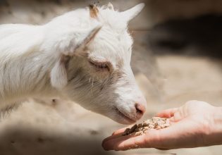 Πανώλη αιγοπροβάτων: Κρούσματα εντοπίστηκαν και στην Κρήτη