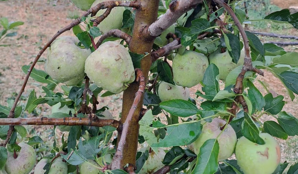 Έδεσσα: Καλλιέργειες σε πάνω από 50.000 στρέμματα «χτύπησε» το χαλάζι – Σε απόγνωση οι αγρότες