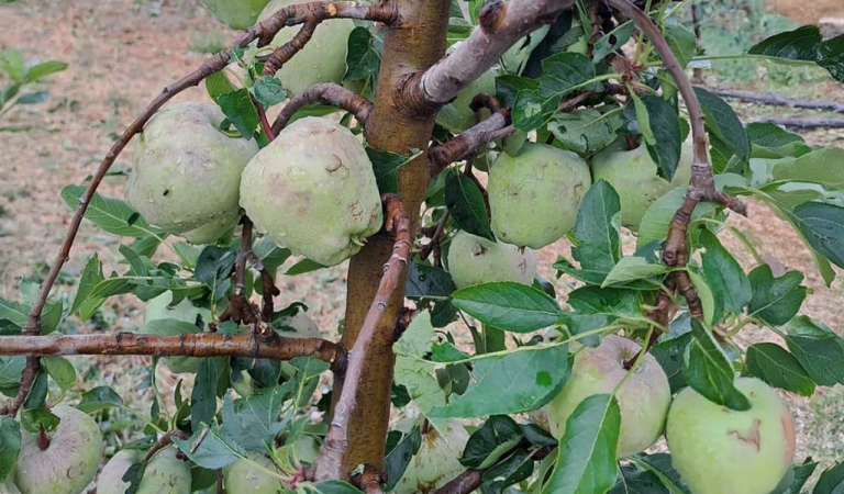 Έδεσσα: Καλλιέργειες σε πάνω από 50.000 στρέμματα «χτύπησε» το χαλάζι – Σε απόγνωση οι αγρότες