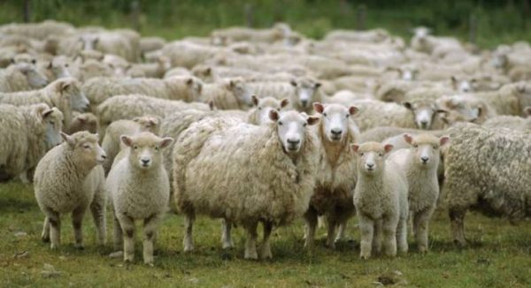 Περιοριστικά μέτρα στην Αχαΐα για την αποφυγή εξάπλωσης της πανώλης των μικρών μηρυκαστικών