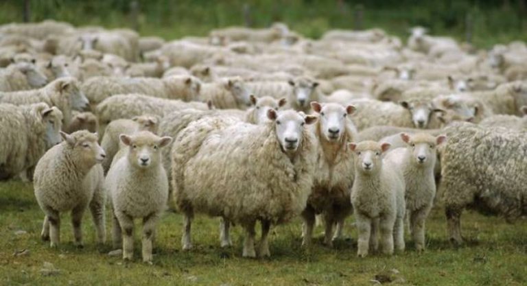 Περιοριστικά μέτρα στην Αχαΐα για την αποφυγή εξάπλωσης της πανώλης των μικρών μηρυκαστικών