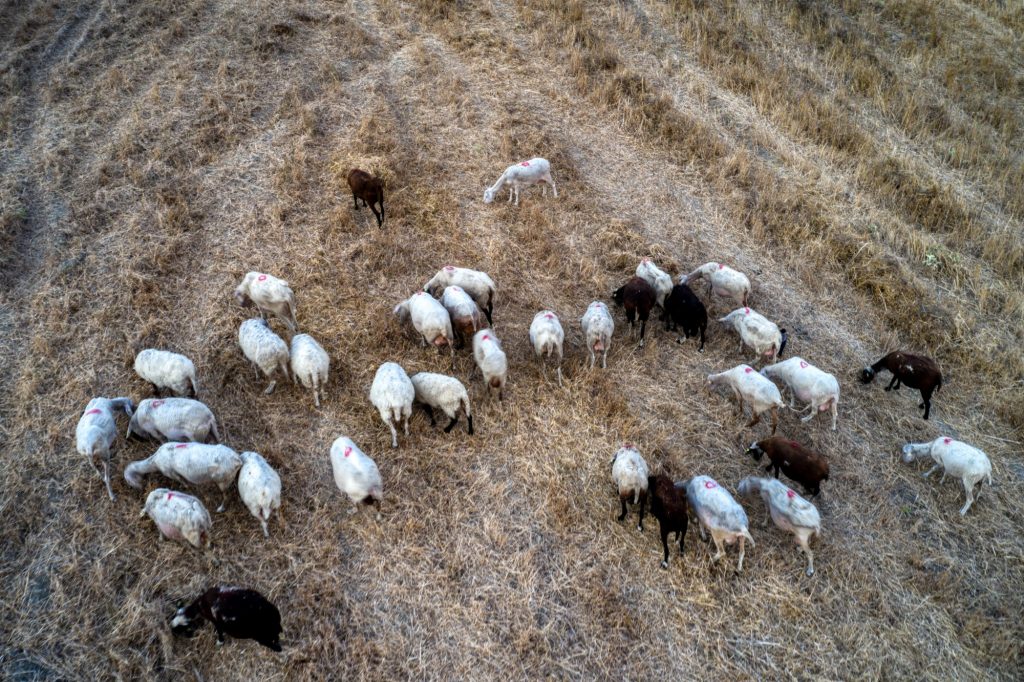 Πανώλη: Θανάτωση όλων των ζώων μετά από κρούσμα – Ποια μέτρα αποφασίστηκαν