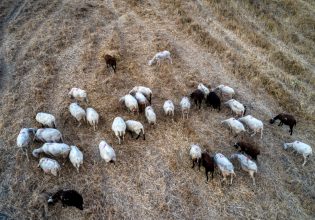 Πανώλη αιγοπροβάτων: Συνεχίζονται οι έλεγχοι – Θα χρηματοδοτηθεί η δημιουργία rapid test
