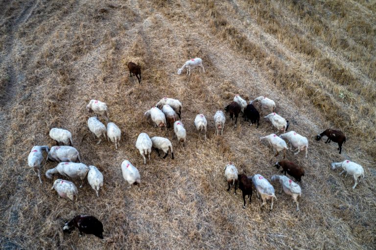 Πανώλη αιγοπροβάτων: Συνεχίζονται οι έλεγχοι – Θα χρηματοδοτηθεί η δημιουργία rapid test