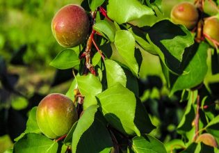 Εξαπλώνεται ο ιός που παραμορφώνει τα ροδάκινα – Χτύπησε 70 αγροτεμάχια