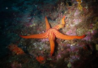 Εξόρυξη ανοιχτής θάλασσας: Κρίσιμη διεθνής συνάντηση για το μέλλον των ωκεανών