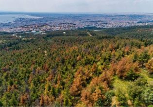Σέιχ Σου: Πώς η τεχνητή νοημοσύνη θα μπορούσε να σώσει το δάσος από πυρκαγιές