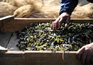 Μεσίτες ελαιόλαδου, ο μοχλός που κινεί την αγορά