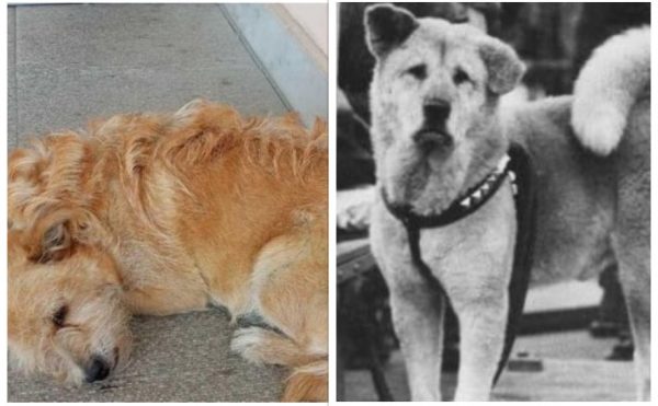 Τρίκαλα: Σαν άλλος Χάτσικο – Σκύλος περιμένει έξω από νοσοκομείο τον ιδιοκτήτη του που πέθανε