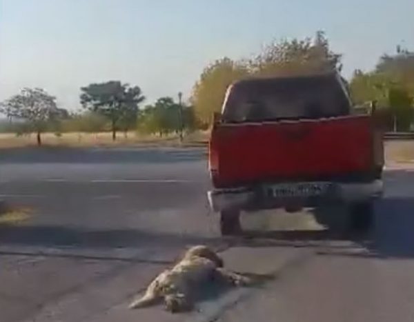 Έδεσε σκύλο στην καρότσα αγροτικού και τον έσερνε στο δρόμο