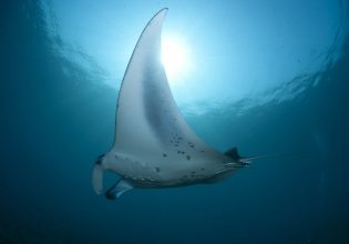 Αμφιλοχία: Σαλάχι τσίμπησε λουόμενη – Νοσηλεύεται στο νοσοκομείο