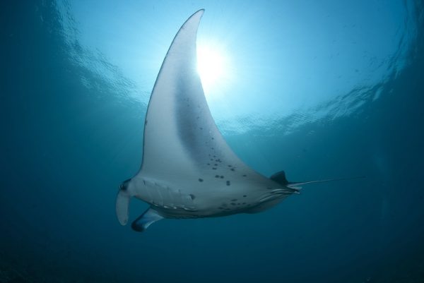 Αμφιλοχία: Σαλάχι τσίμπησε λουόμενη – Νοσηλεύεται στο νοσοκομείο