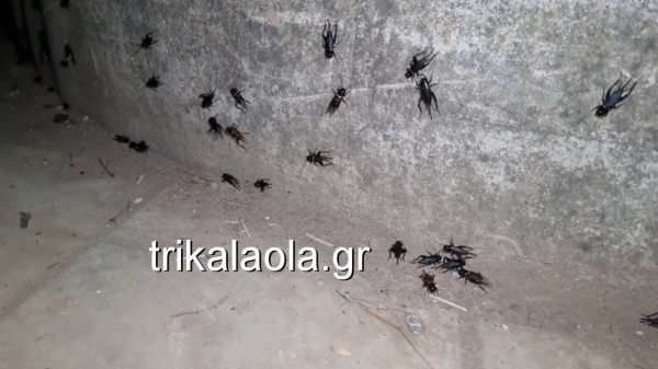 Τρίκαλα: Χιλιάδες τριζόνια έκαναν εισβολή στην πόλη φέρνοντας τους κατοίκους σε απόγνωση (βίντεο)