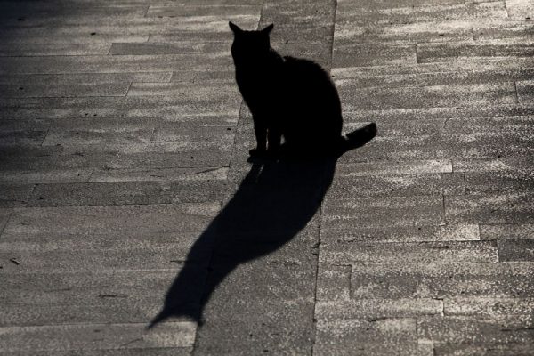 Συνελήφθη 37χρονος που σκότωσε αδέσποτη γάτα επειδή μπήκε στην αυλή του – Θα πληρώσει και πρόστιμο 30.000 ευρώ