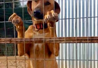 Πώς γίνεται τα αδεσποτάκια να «αποχαιρετούν» για πάντα τα κάγκελα του καταφυγίου;