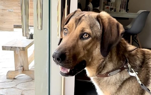 Mάρλευ: Ένας σκύλος τζέντλεμαν – Ποιος θέλει έναν σύντροφο που θα τον συνοδεύει σε κάθε βήμα της ζωής του;