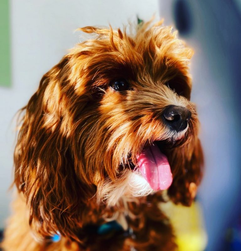 Τα προβλήματα υγείας που κρύβουν οι αρθρώσεις του σκύλου – Οι τρόποι αντιμετώπισής τους