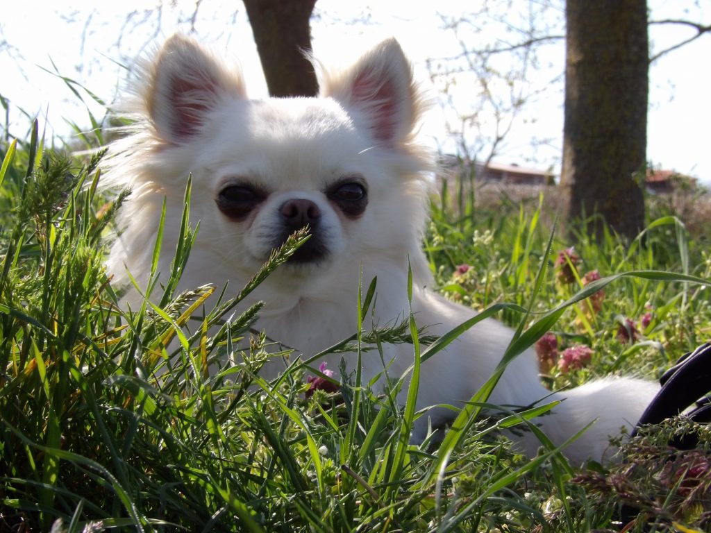 Ο σκύλος της φυλής Τσιουάουα: Το πιο μικροσκοπικό σκυλάκι του κόσμου με καρδιά γίγαντα