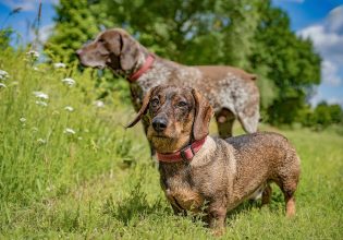 Αρπακτική συμπεριφορά σκύλου: Όλα όσα πρέπει να γνωρίζετε