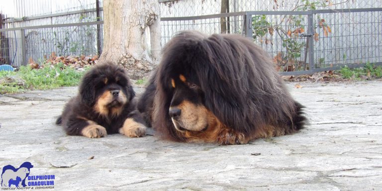 Θιβετιανό Μαστίφ: Αγέρωχος, πεισματάρης και γεννημένος για να προστατεύει την οικογένεια και τον χώρο του