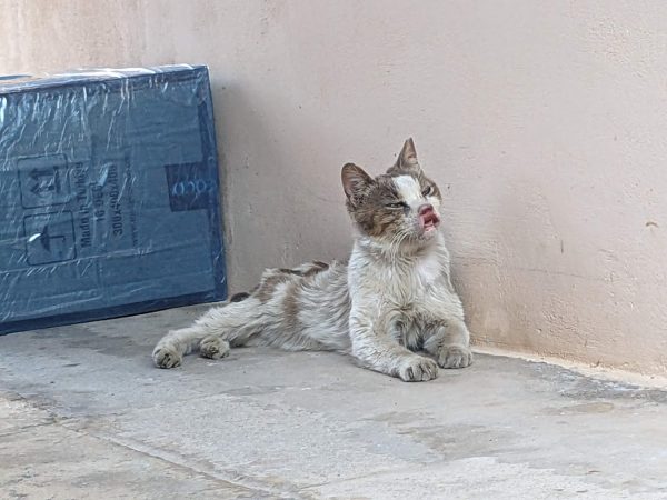 Η αδεσποτούλα γατούλα Έκο έχει ανάγκη τη βοήθεια μας  – Έχει σοβαρό πρόβλημα υγείας