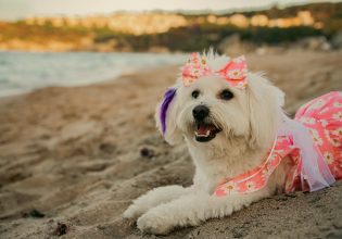 Καλοκαιρινές διακοπές: Ετοιμάζετε βαλίτσα και για τον σκύλο σας; – Τι πρέπει να γνωρίζετε