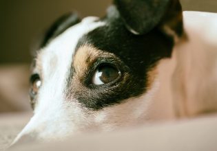 Σκύλος: Η οικιακή συσκευή που μπορεί να επηρεάσει την υγεία του