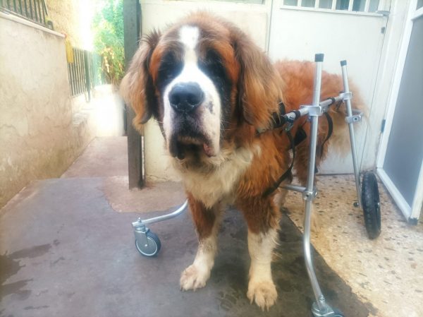 Για τα ζώα η αναπηρία δεν είναι καταδίκη