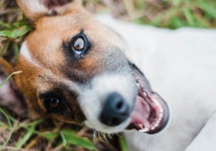 Παγκόσμια Ημέρα Σκύλου: Δύο εθελόντριες μιλούν για τον πιο αφοσιωμένο φίλο του ανθρώπου – Είναι πραγματικά φιλόζωοι όσοι έχουν σκύλο;