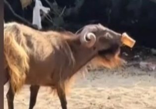 Tράγος στα Σύβοτα πίνει καφεδάρα και γίνεται viral