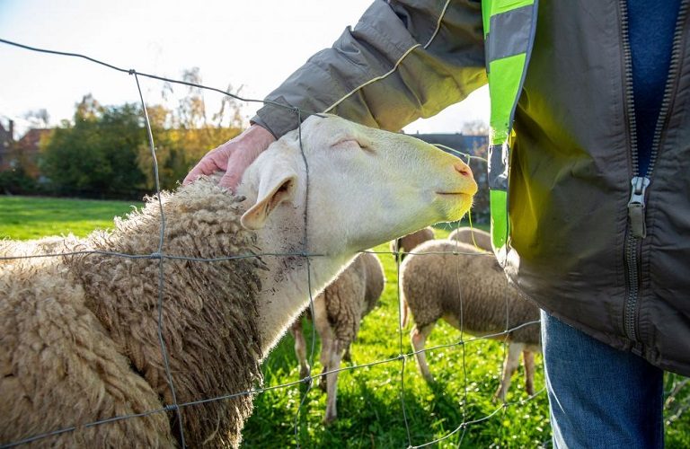 Πανώλη αιγοπροβάτων: Άνοιγμα των σφαγείων ζητά η Κρήτη
