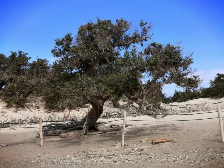 Νήσος Χρυσή: Έργο καθαρισμού των στερεών αποβλήτων