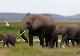 Διακοπές μέσα στην άγρια ζωή – Οι 20 μοναδικοί προορισμοί που προτείνει το National Geographic
